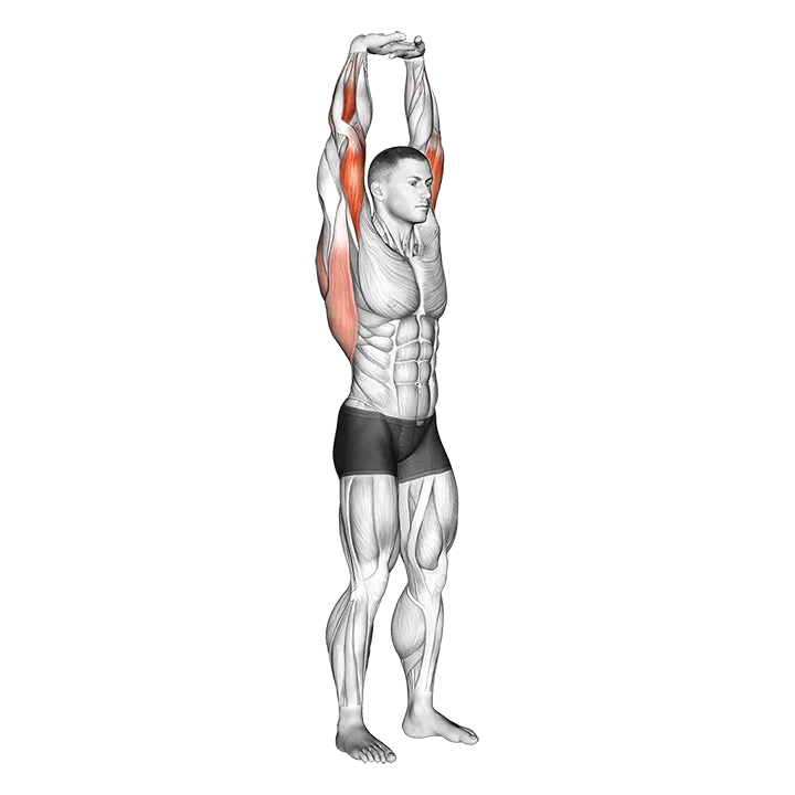 Extension Of Arms In Vertical Stretch exercise animation (Male)