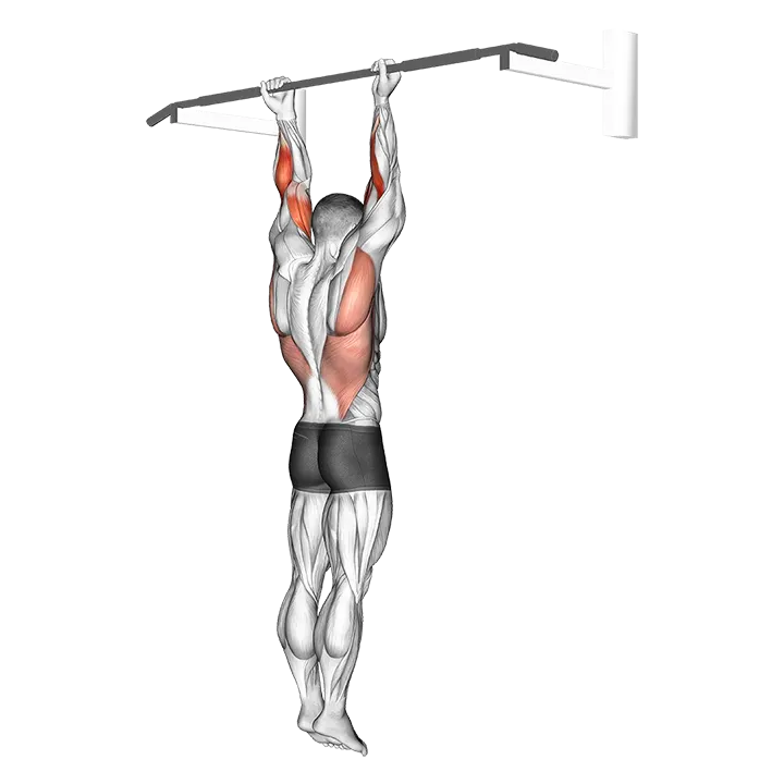Supination Bar Suspension Stretch exercise animation (Male)