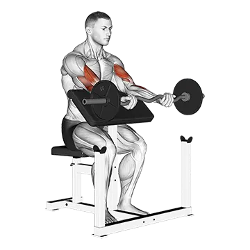 Ez Bar Preacher Arms Stretch