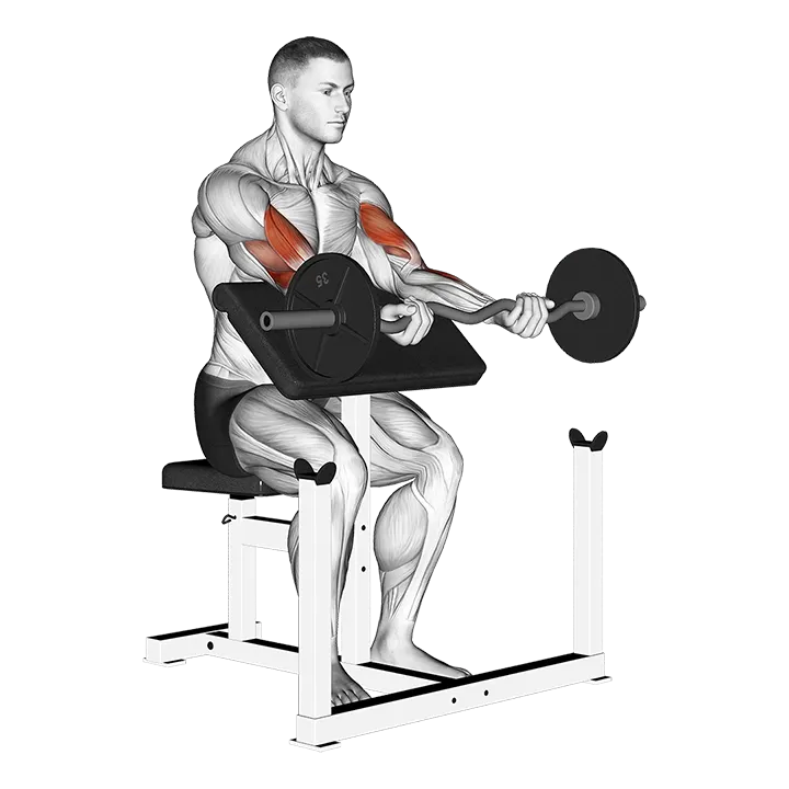 Ez Bar Preacher Arms Stretch exercise animation (Male)