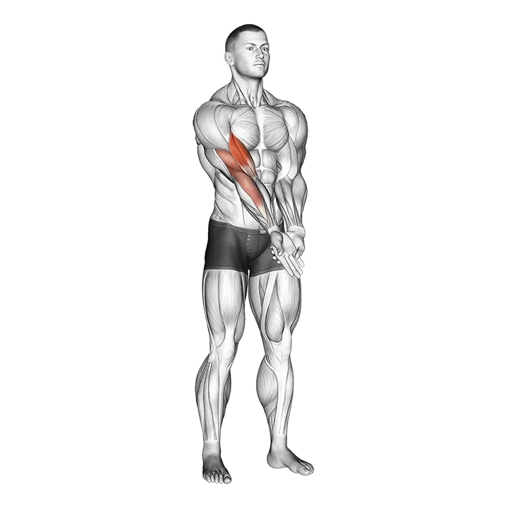 Elbow Extension And Supination - Pronation Forearm Stretch exercise animation (Male)