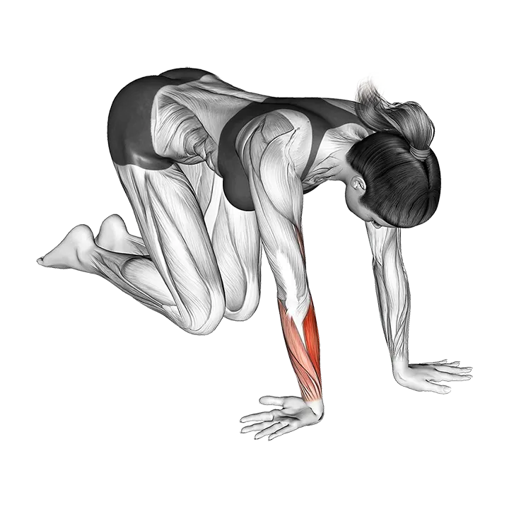 Wrist Ulnar Deviator And Extensor Stretch exercise animation (Female)