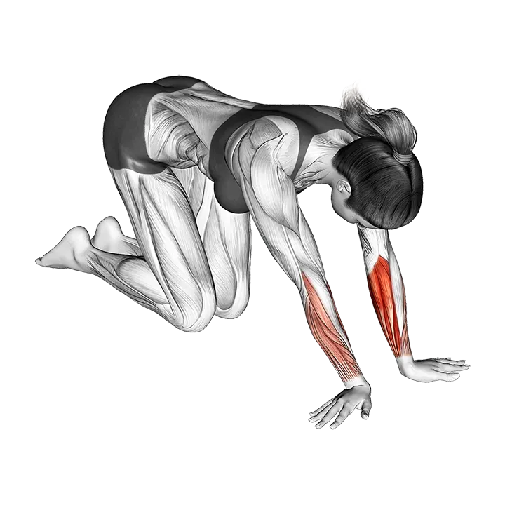 Wrist Radial Deviator And Flexor Stretch exercise animation (Female)