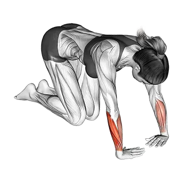 Wrist Ulnar Deviator And Flexor Stretch
