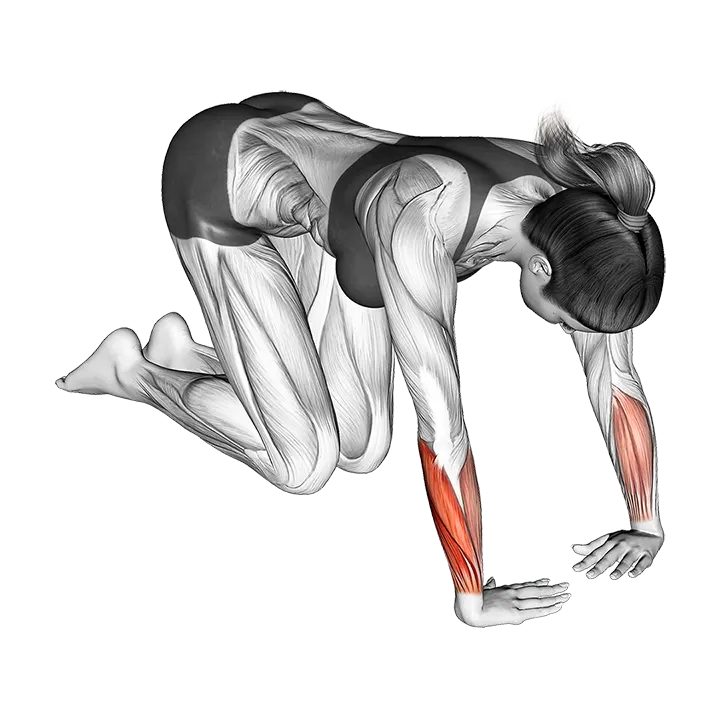 Wrist Ulnar Deviator And Flexor Stretch exercise animation (Female)