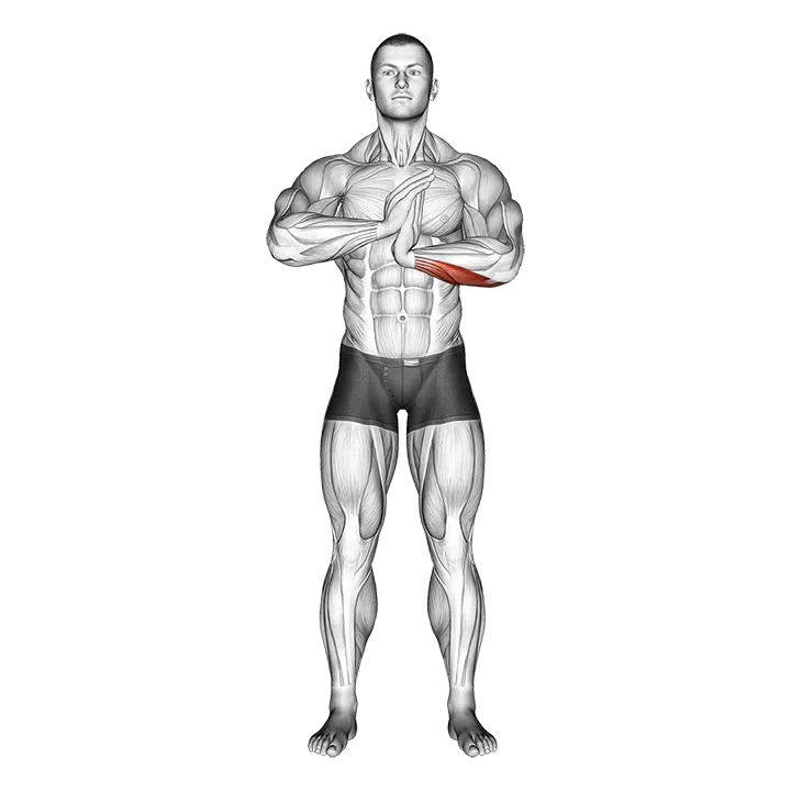 Finger Flexor Stretch exercise animation (Male)