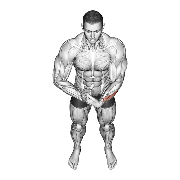 Finger Extensor Stretch exercise animation (Male)