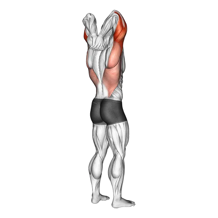 Reaching Down Triceps Stretch exercise animation (Male)
