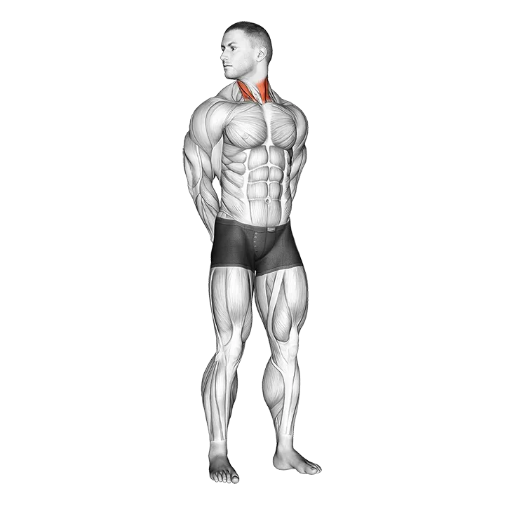 Rotating Neck Stretch exercise animation (Male)
