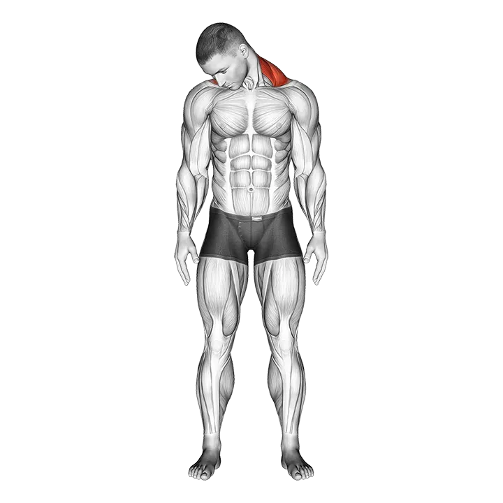 Diagonal Flexion Neck Stretch exercise animation (Male)