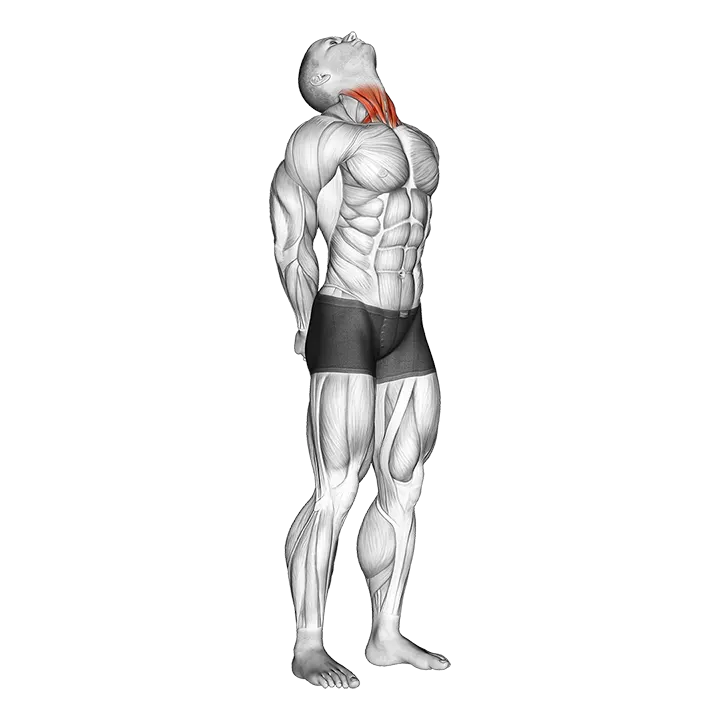 Neck Extension Stretch exercise animation (Male)