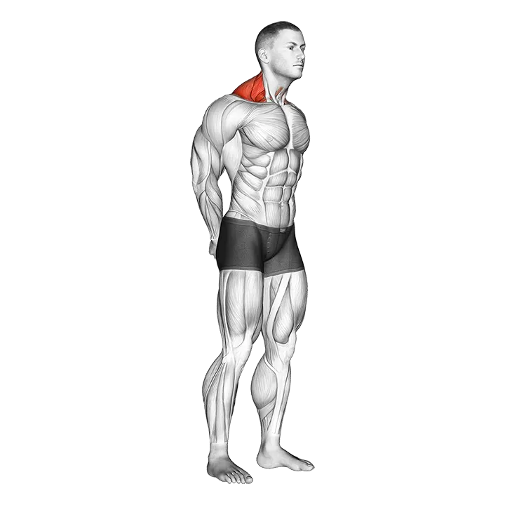 Neck Protraction Stretch exercise animation (Male)