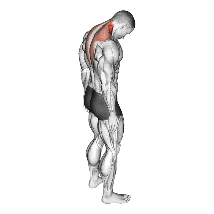 Forward Flexion Neck Stretch exercise animation (Male)