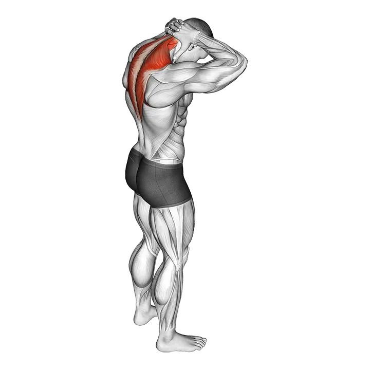 Neck Extensor Stretch exercise animation (Male)