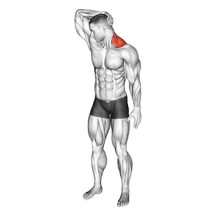Neck Extensor And Rotational Stretch exercise animation (Male)