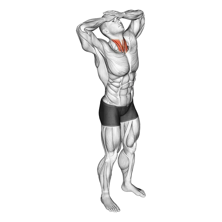 Neck Flexor Stretch exercise animation (Male)