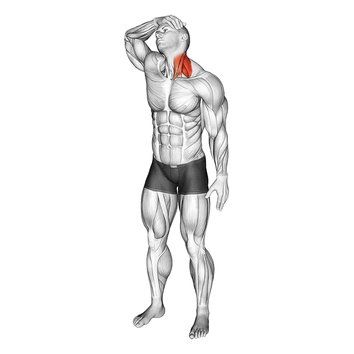 Neck Flexor And Rotational Stretch exercise animation (Male)