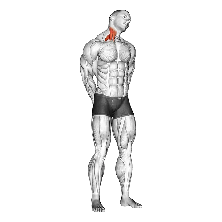 Extension And Inclination Neck Stretch exercise animation (Male)