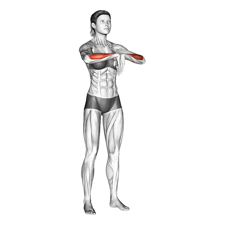 Wrist Extensor Stretch exercise animation (Female)