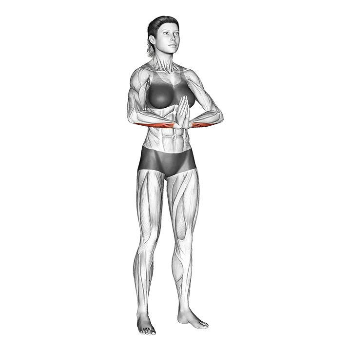 Wrist Flexor Stretch exercise animation (Female)
