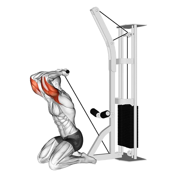 Cable Kneeling Triceps Extension (VERSION 2) exercise animation (Male)