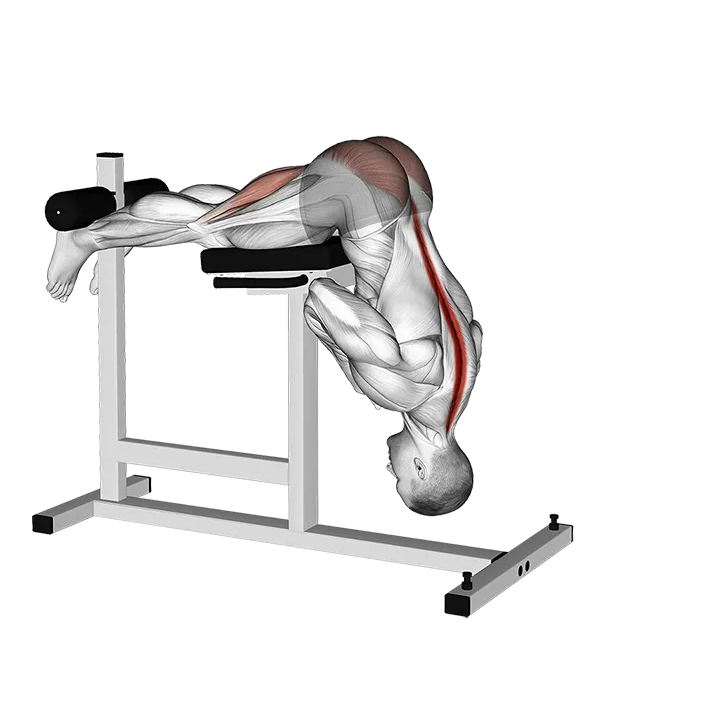 Hyperextension (VERSION 2) exercise animation (Male)