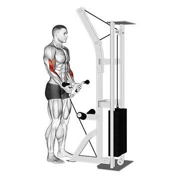 Cable Curl with Multipurpose V bar