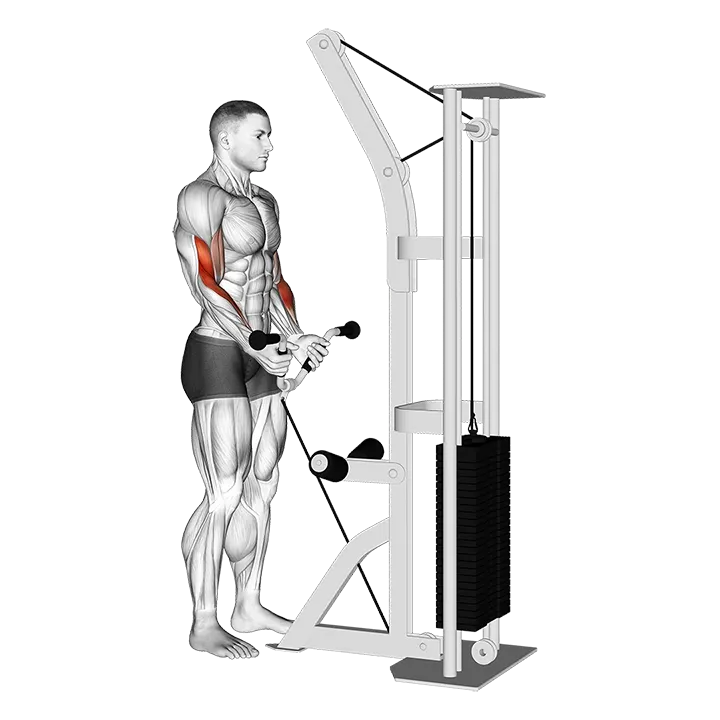 Cable Curl with Multipurpose V bar exercise animation (Male)