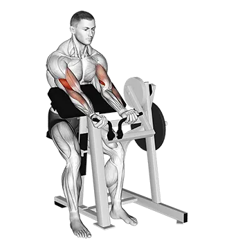 Lever Preacher Curl (plate loaded)