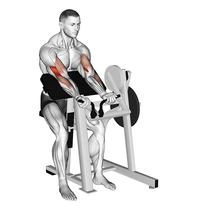 Lever Preacher Curl (plate loaded) exercise animation (Male)