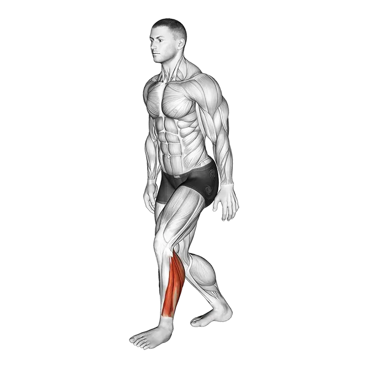 Standing Heel Back Achilles Stretch exercise animation (Male)