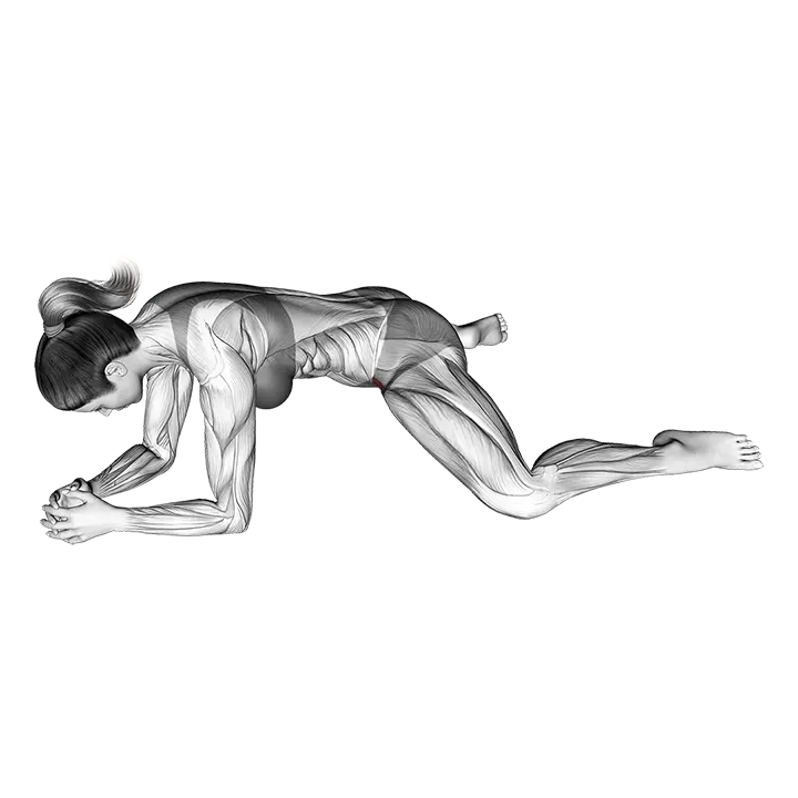 Kneeling Face Down Adductor Stretch exercise animation (Female)