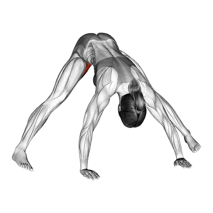 Standing Wide Leg Adductor Stretch exercise animation (Female)