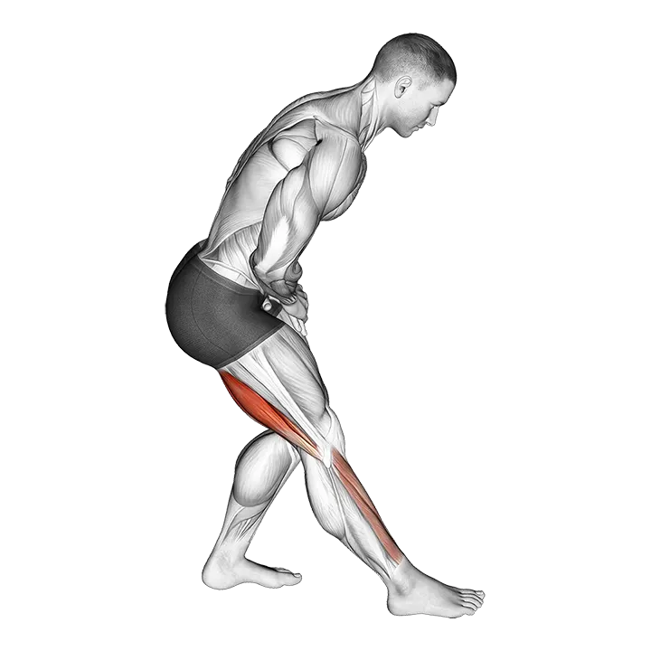 Standing Toe Down Hamstring Stretch exercise animation (Male)