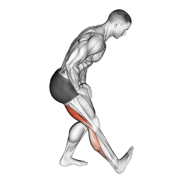 Standing Toe Up Hamstring Stretch exercise animation (Male)