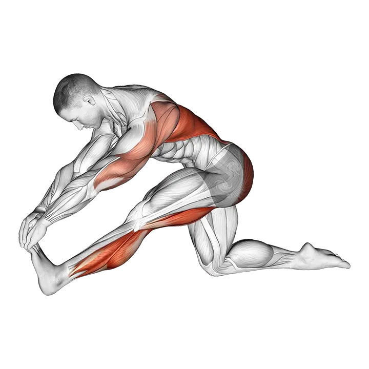 Kneeling Toe Up Hamstring Stretch exercise animation (Male)