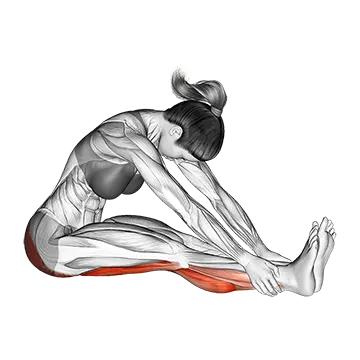 Seated Knee Flexor Stretch