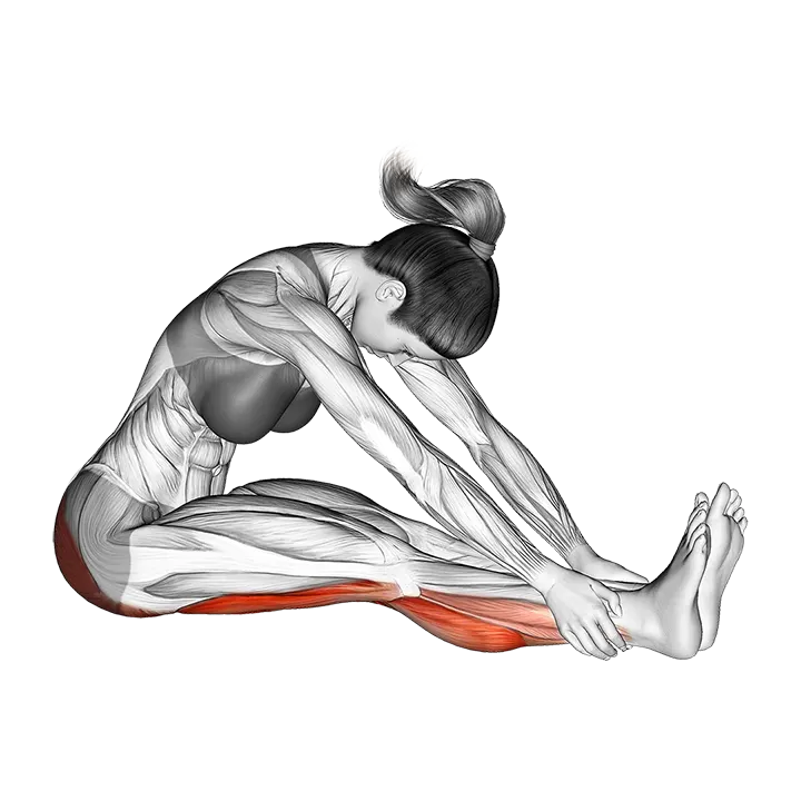 Seated Knee Flexor Stretch exercise animation (Female)