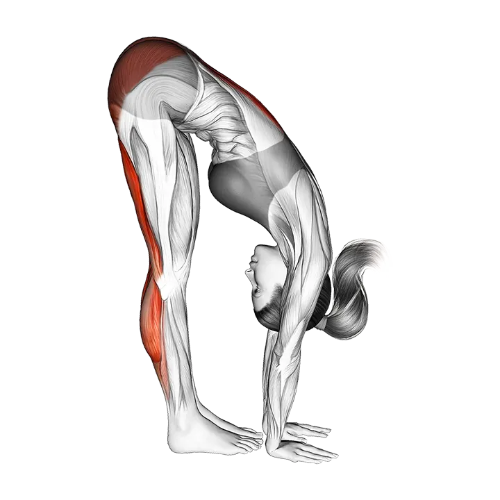 Standing Reach Down Hamstring Stretch exercise animation (Female)