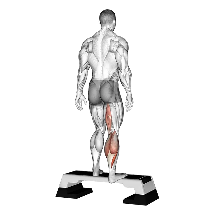 Plantar Flexor And Foot Inverter Stretch exercise animation (Male)