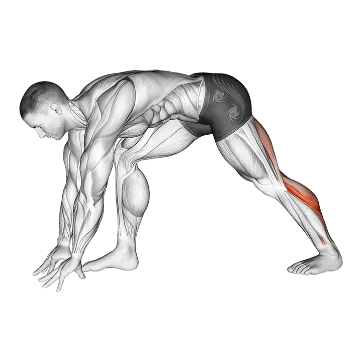 Crouching Heel Back Calf Stretch exercise animation (Male)