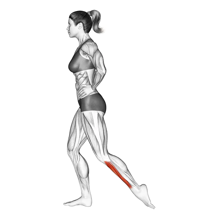 Standing Toe Extensor Stretch exercise animation (Female)