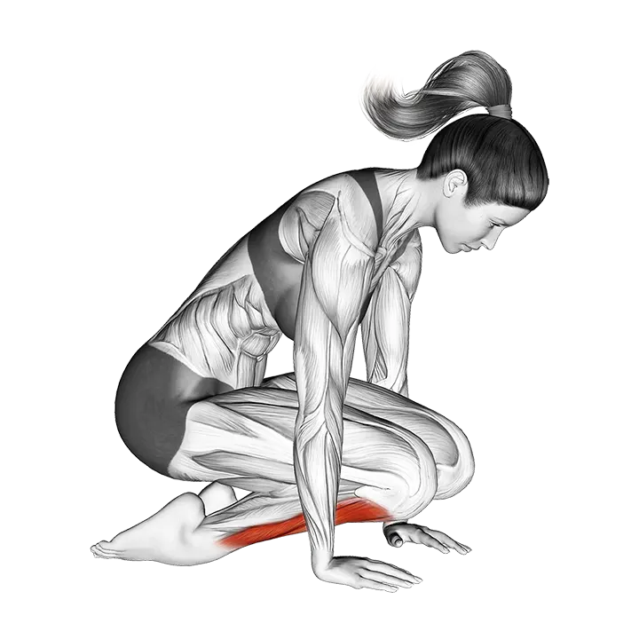 Double Kneeling Shin Stretch exercise animation (Female)
