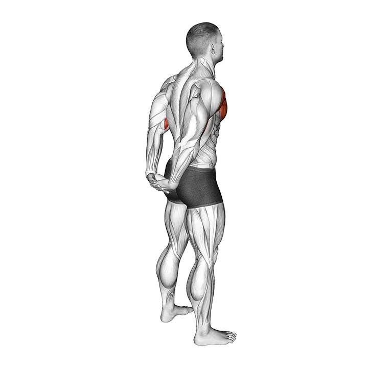 Standing Reverse Shoulder Stretch exercise animation (Male)