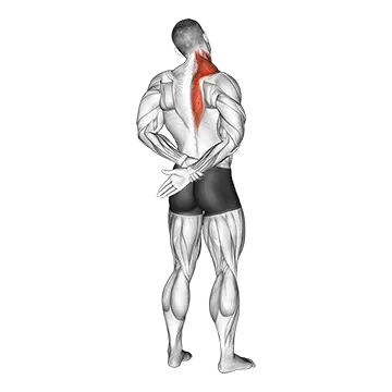 Adduction Of Arm In Back Stretch