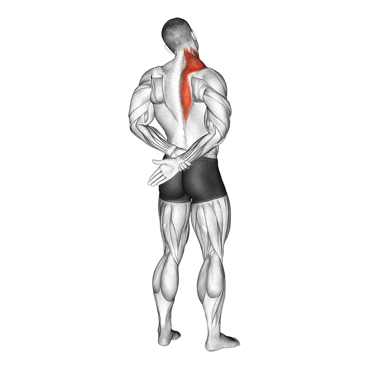 Adduction Of Arm In Back Stretch exercise animation (Male)