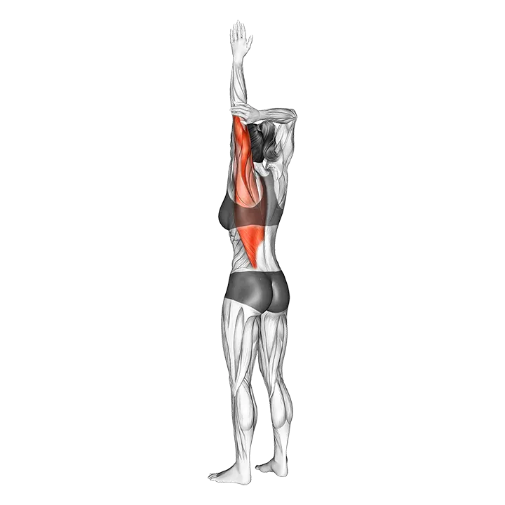 Shoulder Adductor Elevator And Protractor Stretch exercise animation (Female)