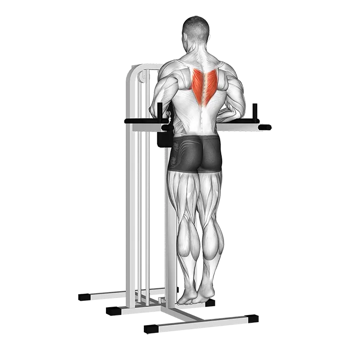 Depression In Parallel Bars Stretch exercise animation (Male)