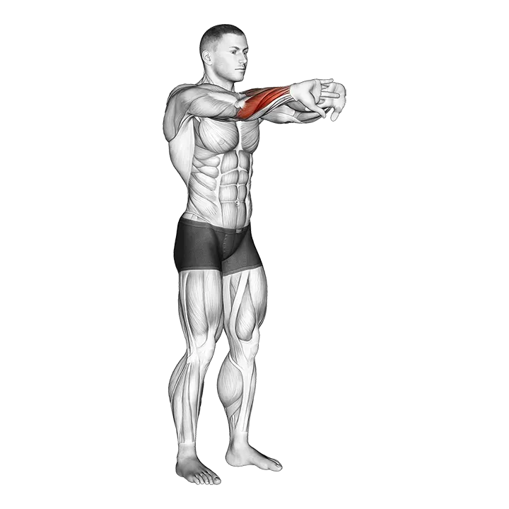 Palms Out Forearm Stretch exercise animation (Male)