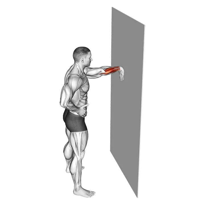 Wall Flexors Stretch exercise animation (Male)